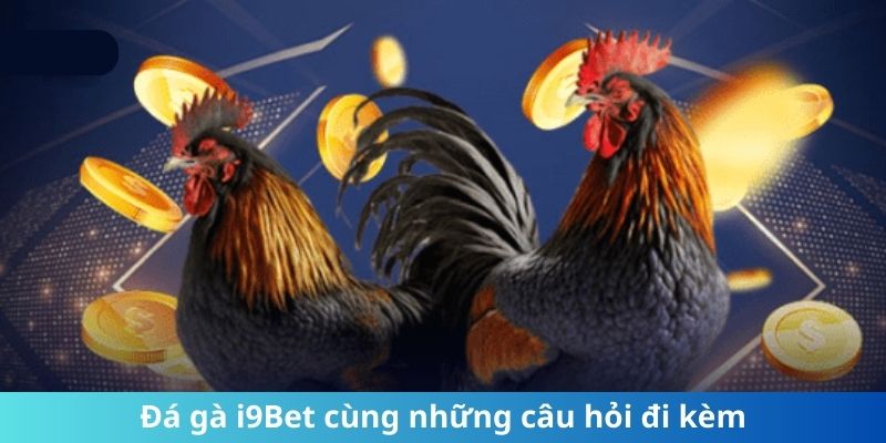 Đá gà i9Bet cùng những câu hỏi đi kèm